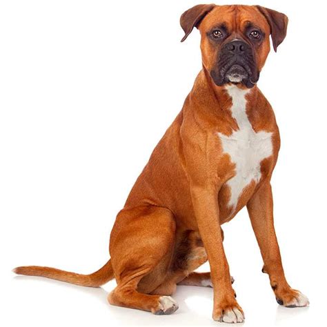 Boxer Dog Breed Profile Personality Facts