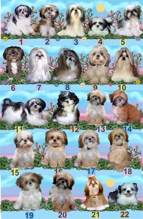 Shih Tzu Color Chart Shih Tzu Puppy Shitzu Dogs Shih Tzu Dog