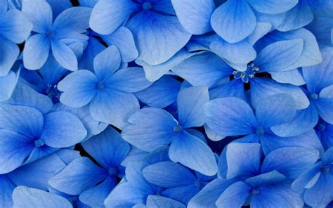 Black And White Wallpapers Close Up Blue Flowers Blue