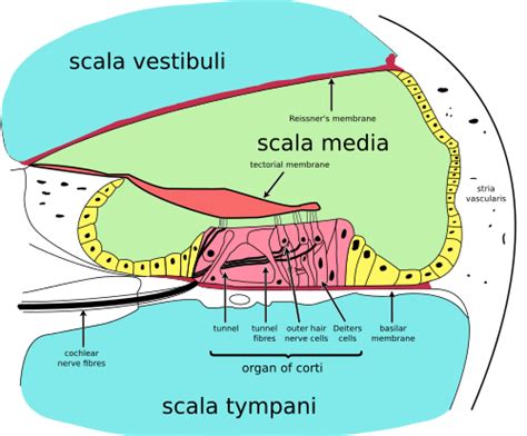 Stria Vascularis Of Cochlear Duct Wikipedia