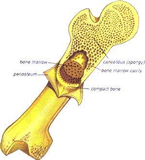In this lab you can explore the bones of the human skeleton using our skeleton viewer that can also be played as a game. Prentice Hall 14 Bones, Muscle, and Skin: SmithLifeScience ...