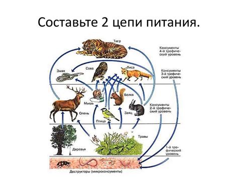 Какой организм в цепях питания экосистемы. Цепи и сети питания экологические пирамиды. Пищевая цепь ОГЭ биология. Цепи питания ОГЭ. Цепь питания основа дерево.