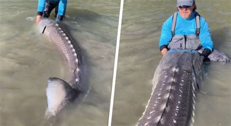 Fishermen Find Huge ‘dinosaur Fish And Release It Into The River It