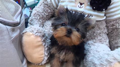 Micro Teacup Yorkie Puppies For Sale Youtube
