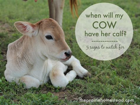 And a little word to the wise here. Signs of Calving | The Prairie Homestead