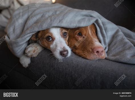 Two Dogs Cuddling