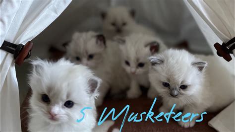 Cute And Playfull 4 Weeks Old Ragdoll Kittens Youtube