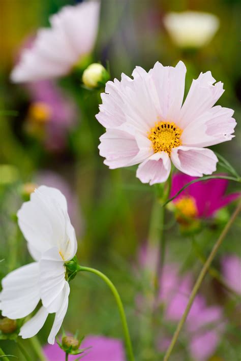 Seashell Mix Cosmos Seeds Farmhouse Seeds