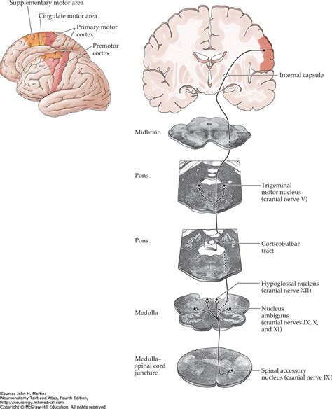 Therefore, brainstem nuclei are referred to as either sensory or motor nuclei depending on the nature of the nerves that derive from them. Pin by Glenn Kageyama on Brainstem project | Cranial nerves, Brain stem, Nerve