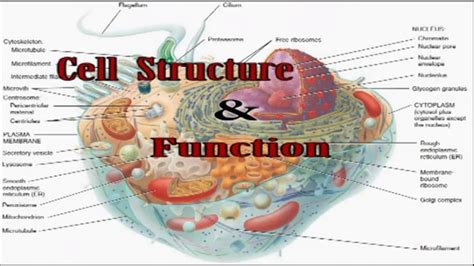 Basic Human Cell Structure