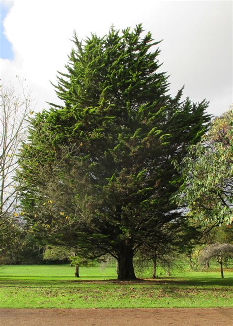 After unsuccessfully waiting for the perfect place to plant this goldcrest lemon cypress (grown in an indoor greenhouse in canada and sold by louisiana nursery as indoor only dwarf tree) i just decided to go. Cupressus macrocarpa 'Donard Gold' in Bute Park