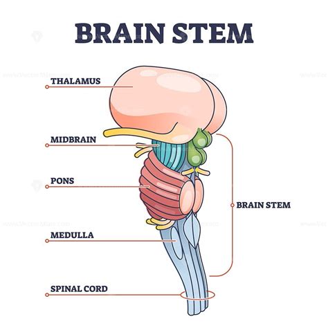Brain Stem Parts Anatomical Model In Educational Labeled Outline