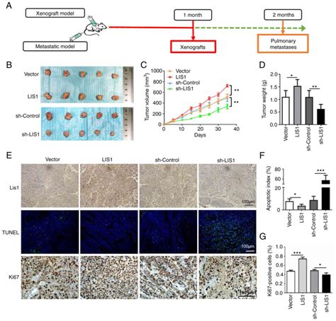 lis1 interacts with clip170 to promote tumor growth and metastasis via the cdc42 signaling