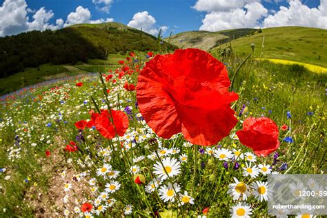 Wildflower Meadow Of Poppies And Stock Photo