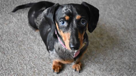 What Were Dachshunds Bred For Original Purpose Role And History A