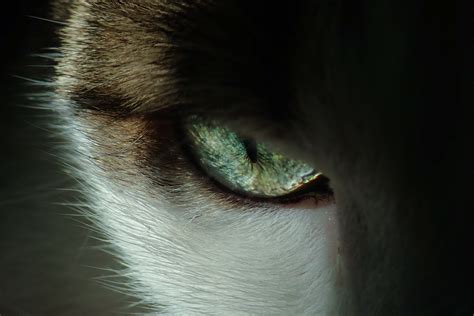 Blue And White Cat Eye · Free Stock Photo
