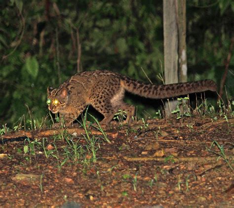 Marbled Cat Hunting Rats In Oil Palm At Tabin Sabah Mammals Of Borneo