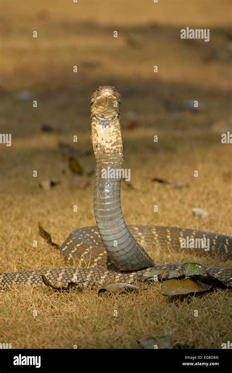 King Cobra Ophiophagus Hannah On Ground With Head And Neck Raised In