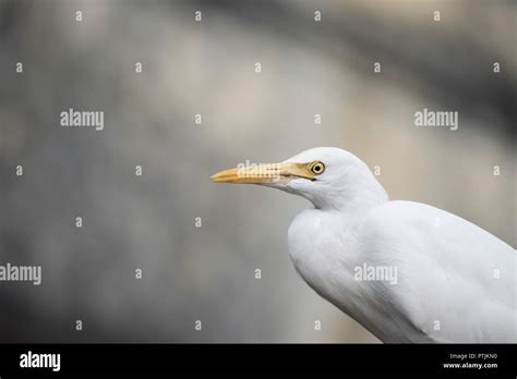 White Bird With Yellow Beak Stock Photo Alamy