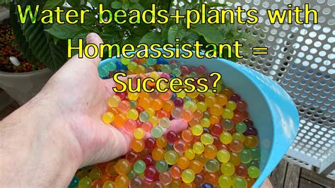 Can Water Beads Keeps Plants Alive For 1 Week Youtube