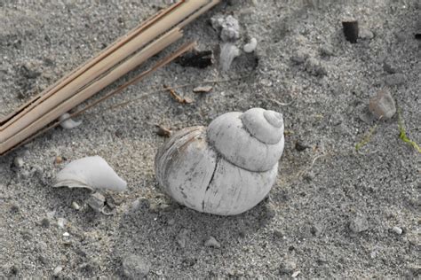 Free Picture Mollusk Gastropod Sand Nature Ground Beach Upclose