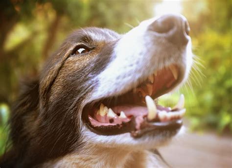 Swelling Of The Salivary Gland In Dogs Petmd