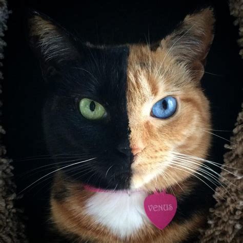 Is This Two Faced Cat A Chimera The Case Of Venus Quimera And Narnia