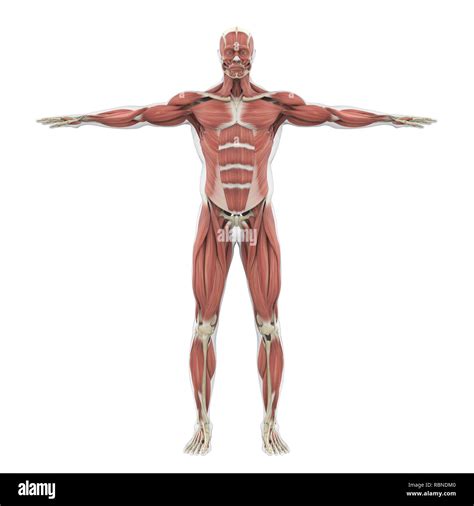 Sistema Muscular Humano Fotografías E Imágenes De Alta Resolución Alamy