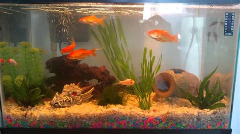 10 Gallon Gold Fish Aquarium Youtube