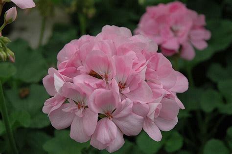 25 Soft Pink Geranium Seeds Hanging Basket Perennial Flowers Seed