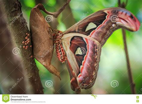 Unter folgender adresse kannst du auf diese übersetzung verlinken: Der Atlasspinner (attacus Atlas) Sitzend Auf Es Ist Kokon ...