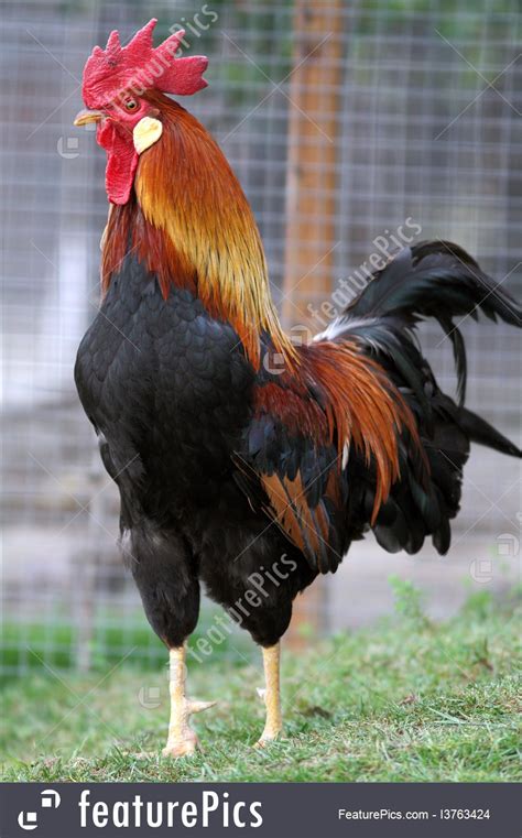 Big Rooster In The Grass Image