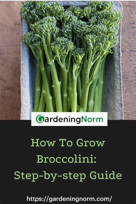 Broccolini How To Grow The Best Step By Step Guide