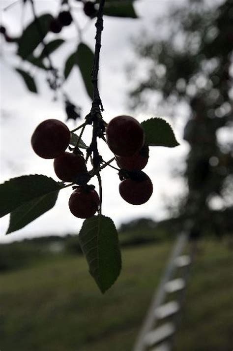 Fruit Update Southwestern Michigan Sweet Cherries Ripening For Harvest