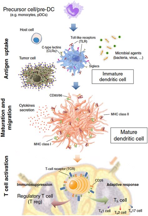 Frontiers Dendritic Cells A Spot On Sialic Acid