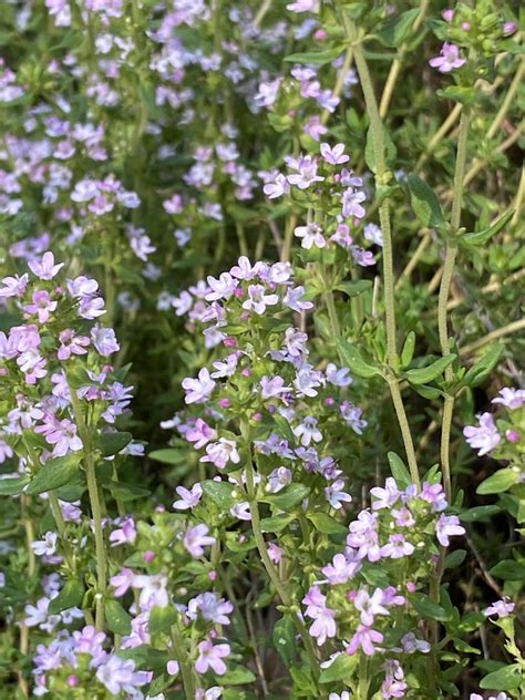 Photo Of The Bloom Of French Thyme Thymus Vulgaris Narrow Leaf French