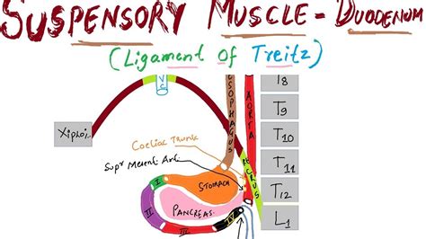 Ligament Of Treitz Anatomy Anatomical Charts Posters