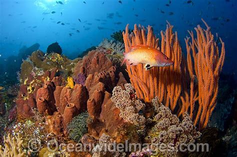 Reef Scene Of Fish And Coral Photo Image