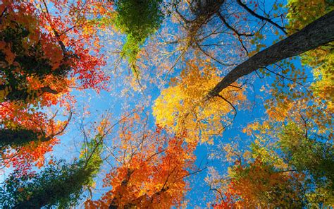 秋天森林漂亮的的树叶桌面壁纸 壁纸图片大全