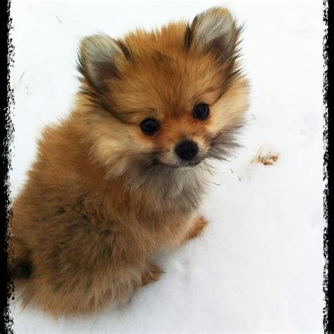 Yorkie Pomeranian Puppies For Sale Pets Lovers