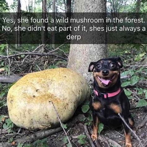 49 Funny Animal Memes To Leave You Laughing Cutesypooh Animal Jokes