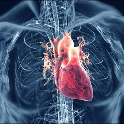 Penyakit Rematik Jantung Atau Rhd Rheumatic Heart Disease Sehatlink