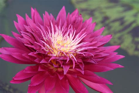 Tropic Punch Dark Red Water Lily New Pond Megastore Wholesale