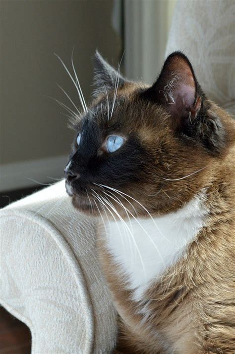 13 Best Cat Breeds For Seniors And Elderly With Pictures Excited Cats