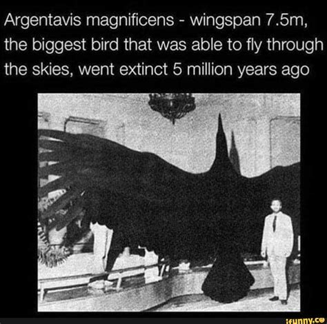 Argentavis Magnificens Wingspan 75m The Biggest Bird That Was Able