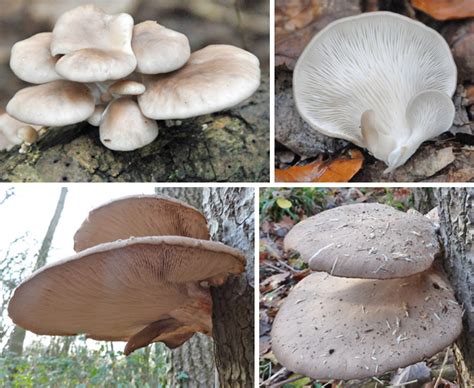 The Mushroom Diary Uk Wild Mushroom Hunting Blog Shelling Out The Oyster Mushroom