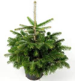 Die tanne ist bestens als weihnachtsbaum und einzelstand geeignet. Weihnachtsbaum im Topf - das sagt der Spezialist ...