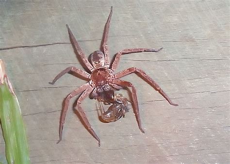 Brown Huntsman Spider Heteropoda Jugulans Or H Cervina
