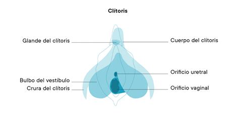 D Nde Est El Cl Toris Atlas De Anatom A