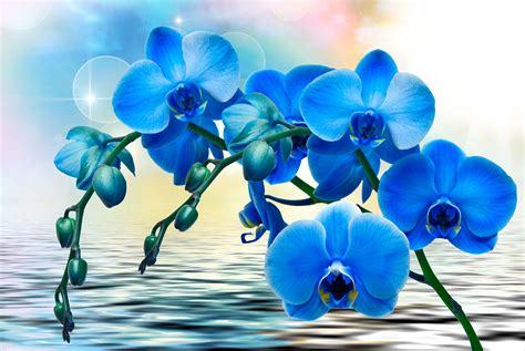 Fonds Decran 2560x1713 Orchidées Eau Bleu Fleurs Télécharger Photo